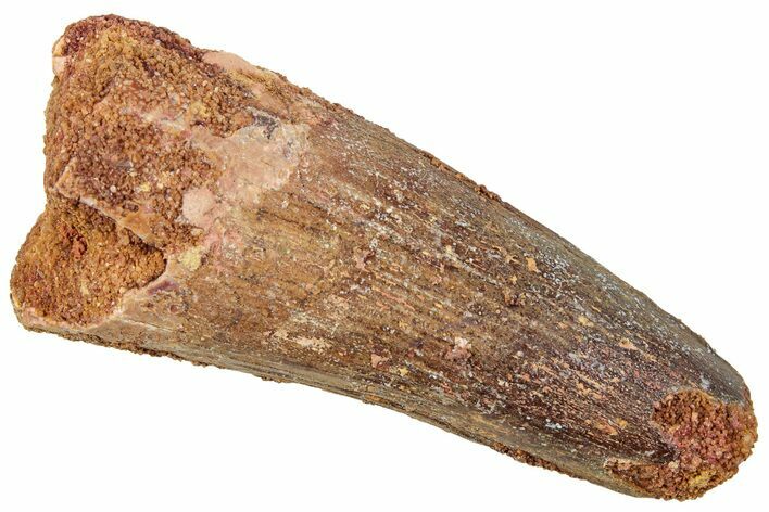 Fossil Spinosaurus Tooth - Real Dinosaur Tooth #239266